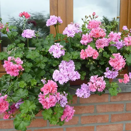 'chez Lulu' - Cocon Avec Bain Nordique Et Sauna En Ardenne Lejlighed