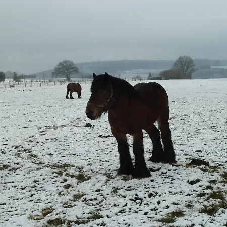 'chez Lulu' - Cocon Avec Bain Nordique Et Sauna En Ardenne Apartmán Nassogne