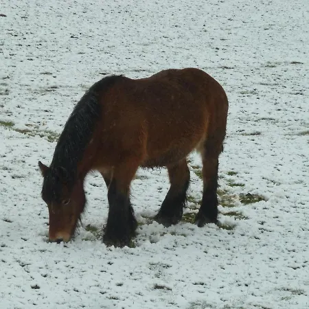 Lejlighed 'chez Lulu' - Cocon Avec Bain Nordique Et Sauna En Ardenne *