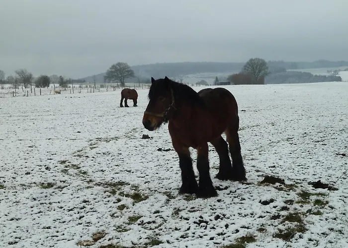 'chez Lulu' - Cocon Avec Bain Nordique Et Sauna En Ardenne Apartmán Nassogne
