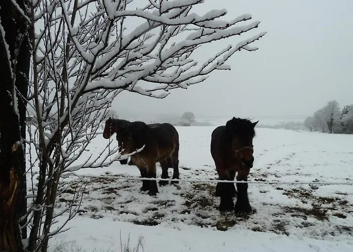 'chez Lulu' - Cocon Avec Bain Nordique Et Sauna En Ardenne Lejlighed Nassogne