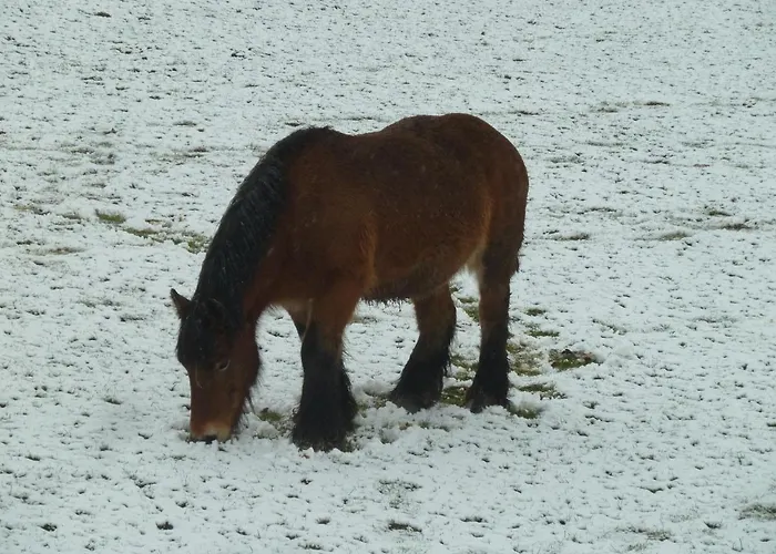 Lejlighed 'chez Lulu' - Cocon Avec Bain Nordique Et Sauna En Ardenne *