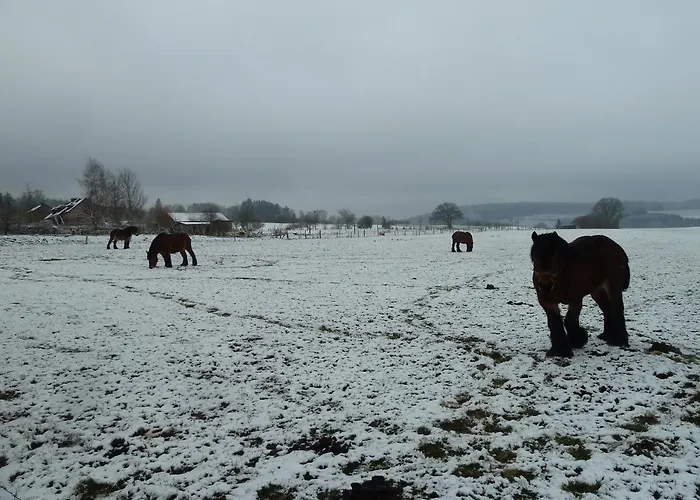 Apartamento 'chez Lulu' - Cocon Avec Bain Nordique Et Sauna En Ardenne Nassogne